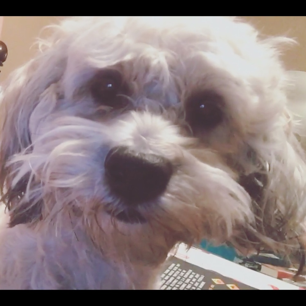 Meet your Posher, Taylor